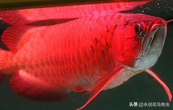 如何讓紅龍魚后三鰭更大：如何讓紅龍魚的后三鰭生長得更大