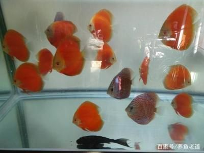 5條小金魚需要多大的魚缸：養5條小金魚需要多大的魚缸