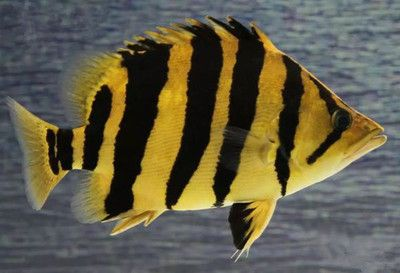 印尼虎魚視頻介紹：印尼虎魚的飼養