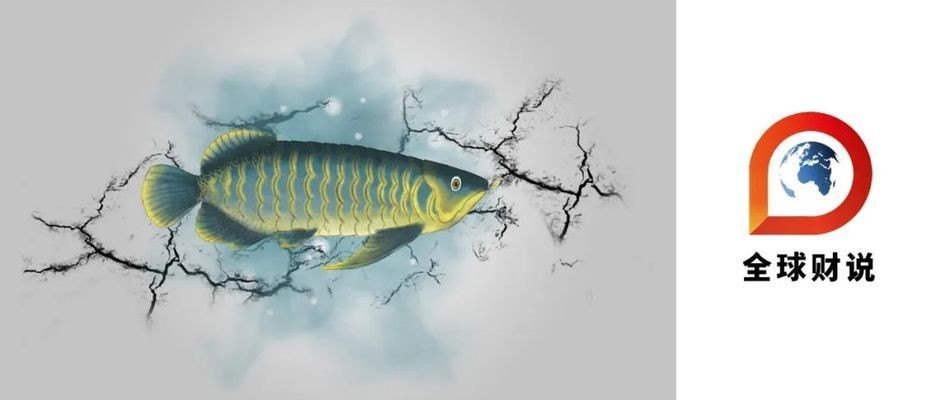 龍魚脹肚vs祥龍魚場(chǎng)：如何預(yù)防龍魚脹肚