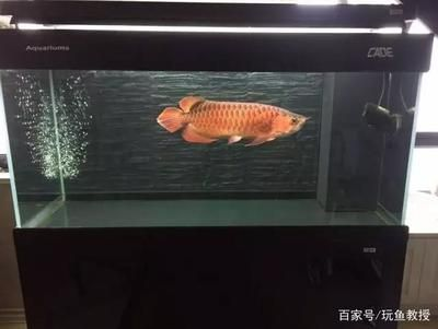 哪種紅龍魚最好看又好養又好看的：最好看的紅龍魚品種