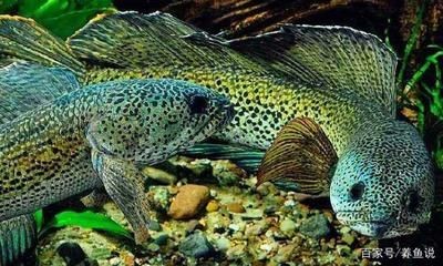 哪種紅龍魚最好看又好養又好看的：最好看的紅龍魚品種
