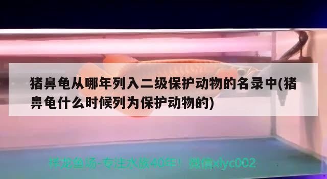 豬鼻龜從哪年列入二級保護動物的名錄中(豬鼻龜什么時候列為保護動物的)