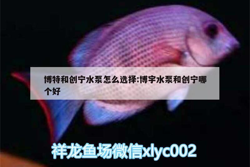 博特和創(chuàng)寧水泵怎么選擇:博宇水泵和創(chuàng)寧哪個好