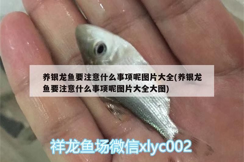 養銀龍魚要注意什么事項呢圖片大全(養銀龍魚要注意什么事項呢圖片大全大圖)