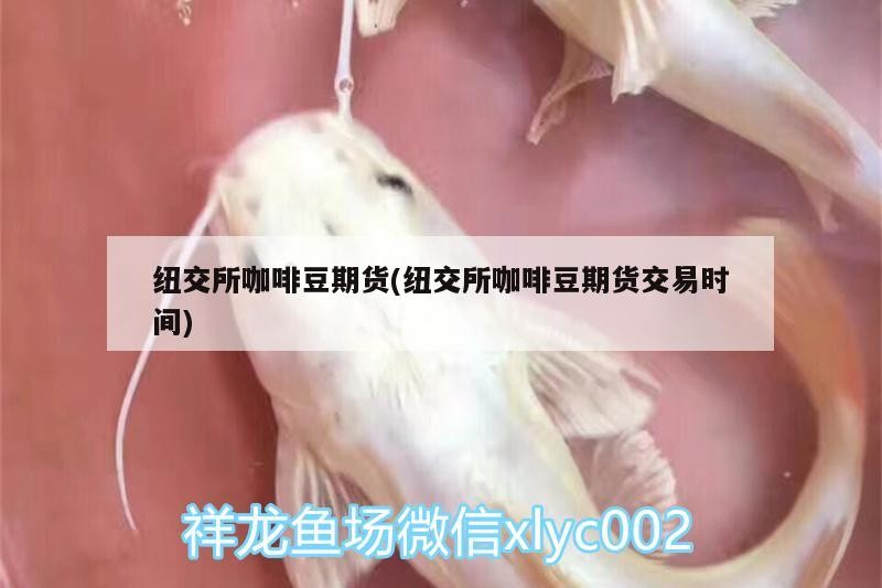 紐交所咖啡豆期貨(紐交所咖啡豆期貨交易時間)