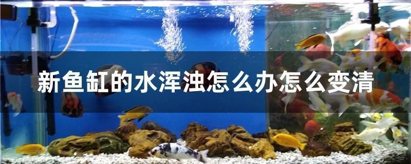 攀枝花市西區(qū)浩強(qiáng)水族館（攀枝花市西區(qū)浩強(qiáng)水族館電話）