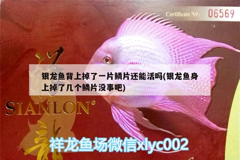 銀龍魚背上掉了一片鱗片還能活嗎(銀龍魚身上掉了幾個鱗片沒事吧)