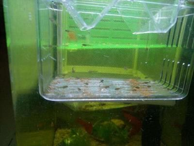 大魚水族魚缸怎么養活的：養活大魚缸中的水族魚需要一系列的步驟和注意事項