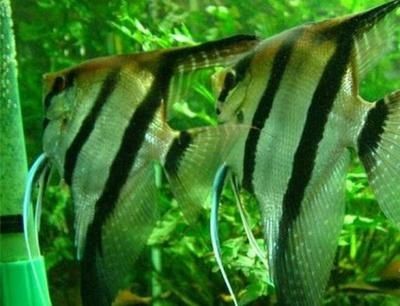大魚水族魚缸怎么養活的：養活大魚缸中的水族魚需要一系列的步驟和注意事項