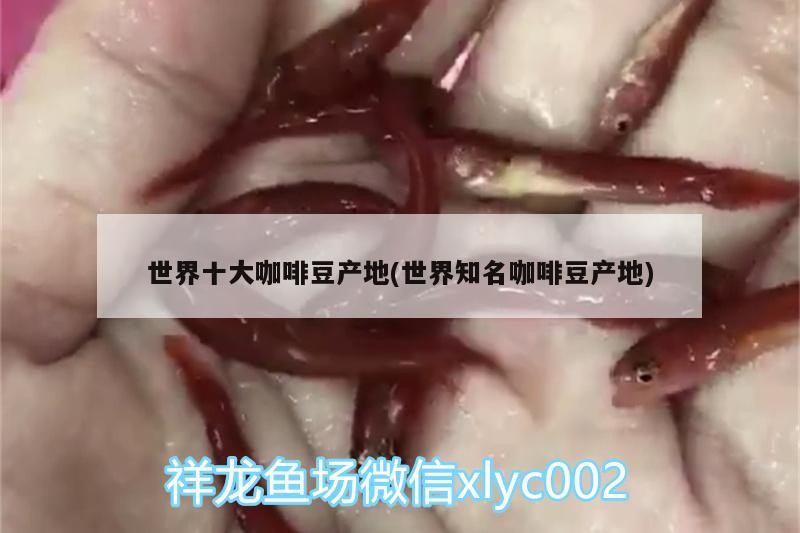 世界十大咖啡豆產(chǎn)地(世界知名咖啡豆產(chǎn)地)