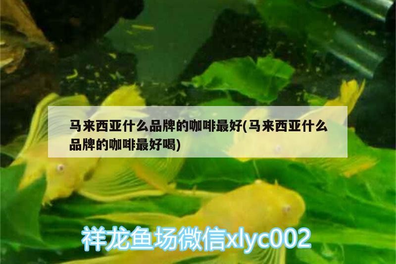 馬來(lái)西亞什么品牌的咖啡最好(馬來(lái)西亞什么品牌的咖啡最好喝)