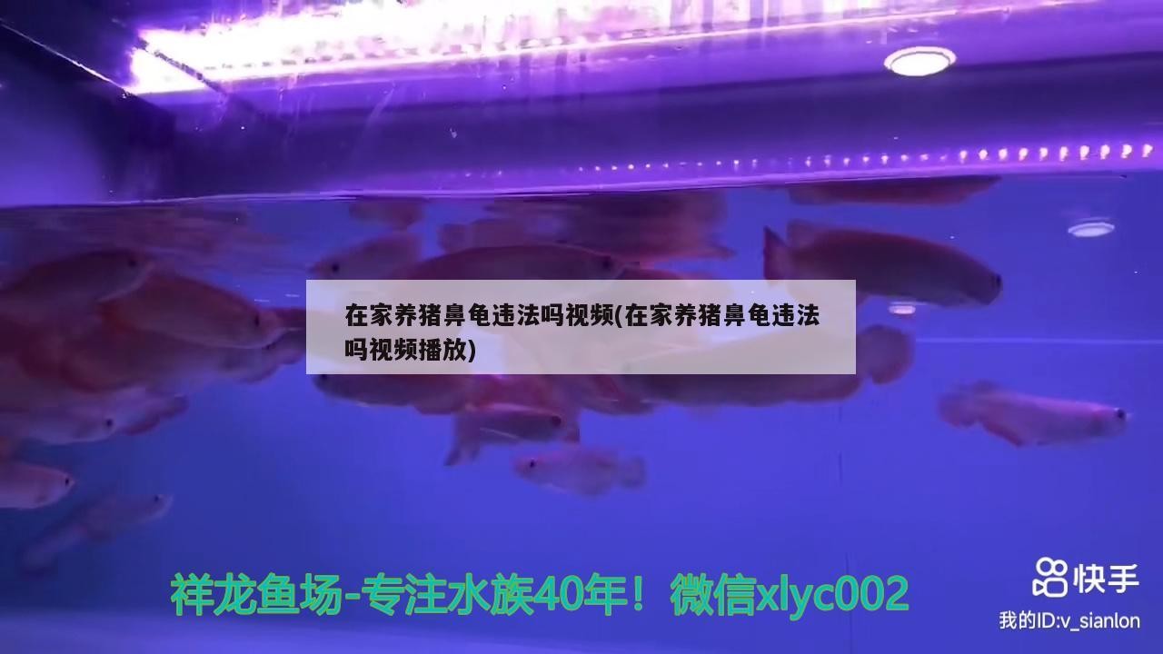 在家養豬鼻龜違法嗎視頻(在家養豬鼻龜違法嗎視頻播放)