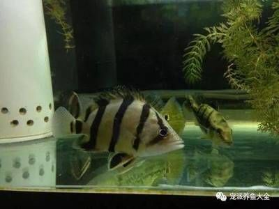 印尼虎魚和什么魚混養出狀態：印尼虎魚與什么魚混養