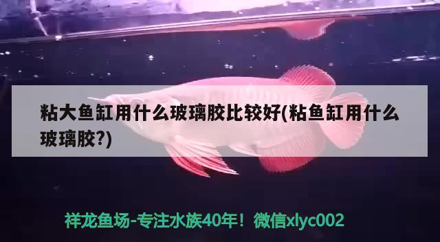 粘大魚缸用什么玻璃膠比較好(粘魚缸用什么玻璃膠?)