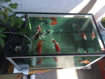 搬家搬魚缸有什么講究：搬家搬魚缸需要注意什么？