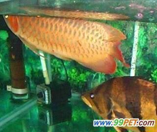 龍魚長箭蟲的原因有哪些vs祥龍魚場：祥龍魚場的養(yǎng)殖技術(shù)