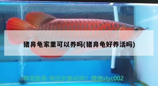 豬鼻龜家里可以養(yǎng)嗎(豬鼻龜好養(yǎng)活嗎)