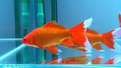 馬來(lái)西亞紅龍魚怎么馬蹄印這么深：紅龍魚的馬蹄印為什么如此深刻？