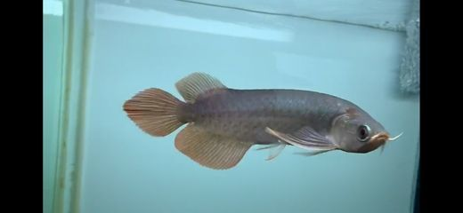馬來(lái)西亞紅龍魚怎么馬蹄印這么深：紅龍魚的馬蹄印為什么如此深刻？