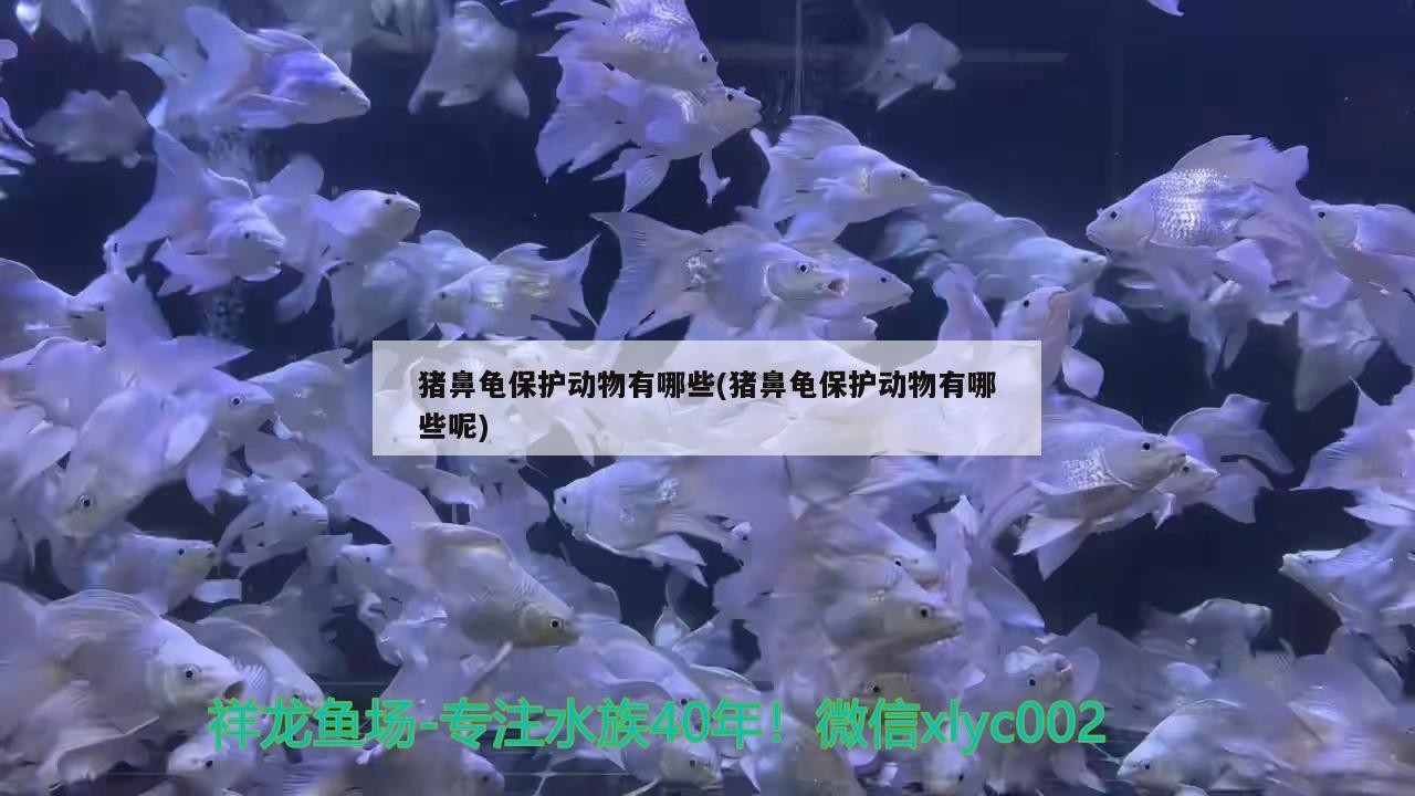 豬鼻龜保護動物有哪些(豬鼻龜保護動物有哪些呢)
