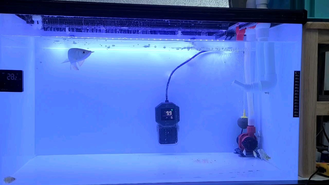 魟魚不愛游動的原因是什么意思：\"魟魚不愛游動的原因是什么意思