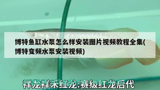 博特魚缸水泵怎么樣安裝圖片視頻教程全集(博特變頻水泵安裝視頻)