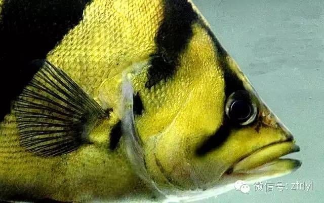 虎魚身體發(fā)黑什么原因：虎魚身體發(fā)黑可能由以下幾個方面的原因引起虎魚身體發(fā)黑