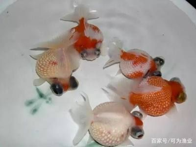 大魚缸魚便便怎么清理干凈：在清理大魚缸中的魚便時可以考慮以下幾種方法