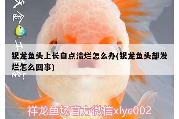 銀龍魚頭上長白點潰爛怎么辦(銀龍魚頭部發爛怎么回事)