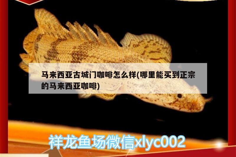 鸚鵡魚和銀龍魚混養怎樣喂食 馬來西亞古城門咖啡怎么樣(哪里能買到正宗的馬來西亞咖啡) 馬來西亞咖啡 馬來西亞古城門咖啡怎么樣(哪里能買到正宗的馬來西亞咖啡) 馬來西亞古城門咖啡怎么樣(哪里能買到正宗的馬來西亞咖啡) 馬來西亞咖啡