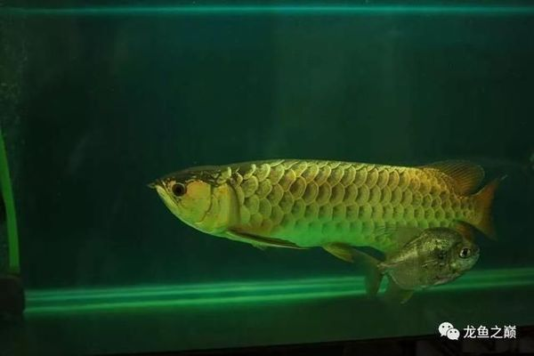 龍魚需要一直開燈嗎vs祥龍魚場：龍魚光照周期最佳實踐祥龍魚夜間照明對健康影響如何選擇
