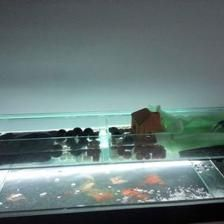 對魚缸飼養魚的數目：魚缸飼養數目對養魚的影響