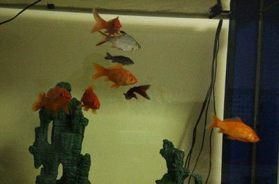 對魚缸飼養魚的數目：魚缸飼養數目對養魚的影響