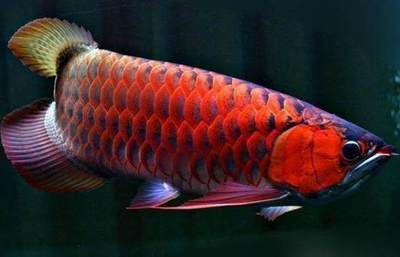 紅龍魚生活在哪個地方？