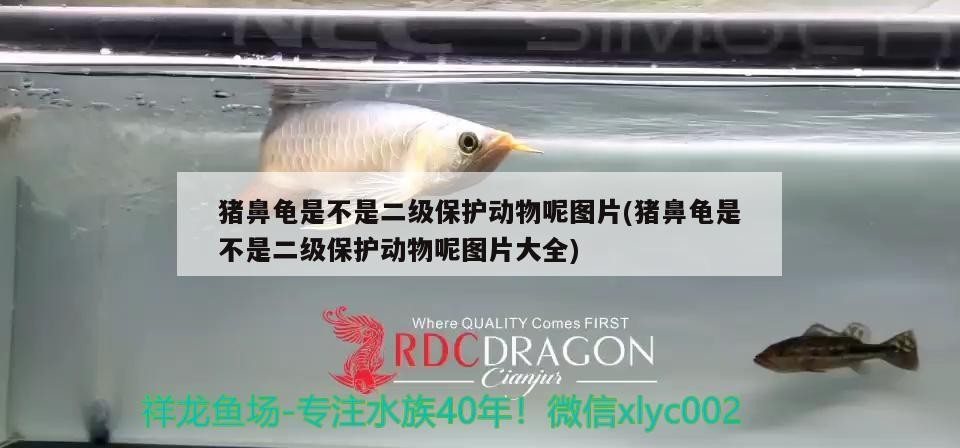 豬鼻龜是不是二級保護動物呢圖片(豬鼻龜是不是二級保護動物呢圖片大全)