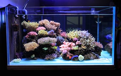 80x80魚缸：80x80魚缸是一個中等尺寸的魚缸