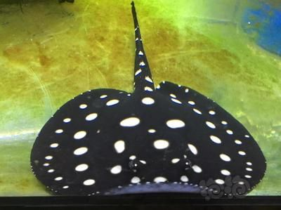 黑白皇冠魟魚燈照：黑白皇冠魟魚燈照的養護措施是一項重要的養護措施