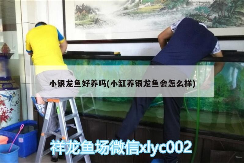 小銀龍魚好養嗎(小缸養銀龍魚會怎么樣)