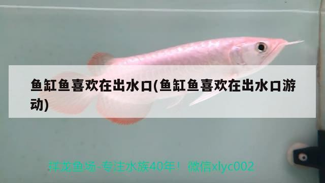 魚缸魚喜歡在出水口(魚缸魚喜歡在出水口游動)
