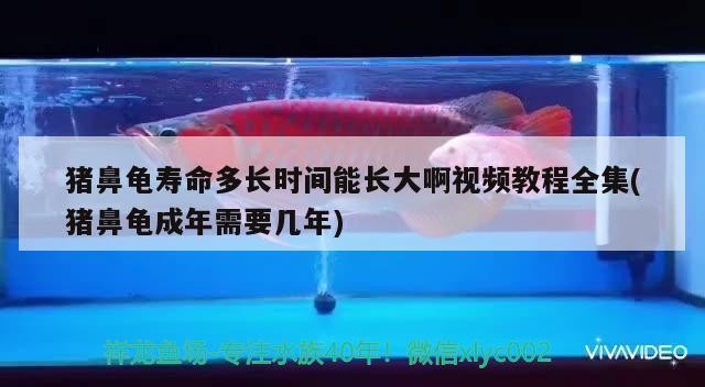 豬鼻龜壽命多長時間能長大啊視頻教程全集(豬鼻龜成年需要幾年)