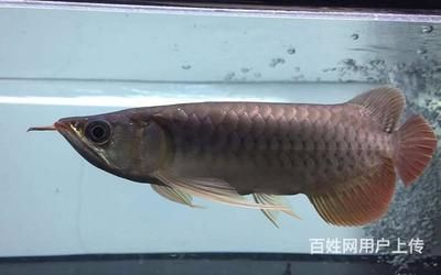 丹東龍魚vs祥龍魚場(chǎng)（丹東龍魚與祥龍魚場(chǎng)的區(qū)別）