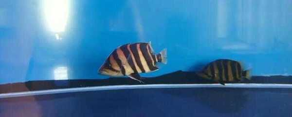 養小虎魚需要多大魚缸