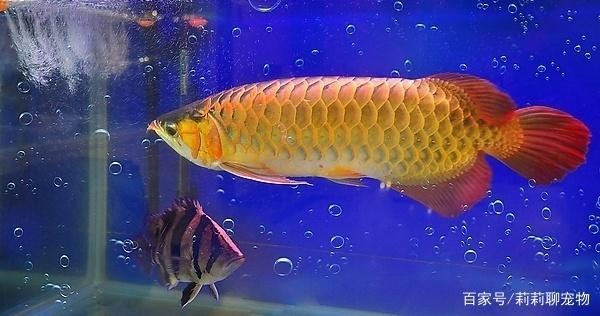 中國水產湛江海洋漁業公司珊瑚工藝廠（湛江珊瑚飼料有限公司）