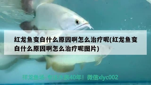 紅龍魚變白什么原因啊怎么治療：紅龍魚為什么會變白