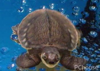 豬鼻龜簡介：豬鼻龜是一種獨特且珍貴的淡水龜類，豬鼻龜的生存面臨威脅