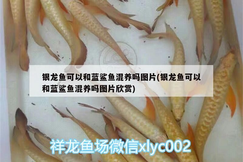 銀龍魚可以和藍(lán)鯊魚混養(yǎng)嗎圖片(銀龍魚可以和藍(lán)鯊魚混養(yǎng)嗎圖片欣賞)