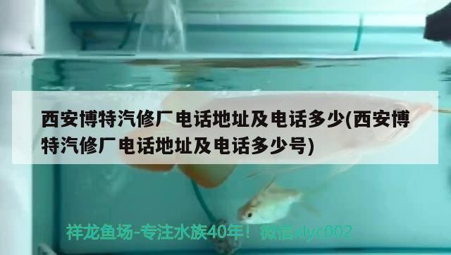西安博特汽修廠電話地址及電話多少(西安博特汽修廠電話地址及電話多少號)