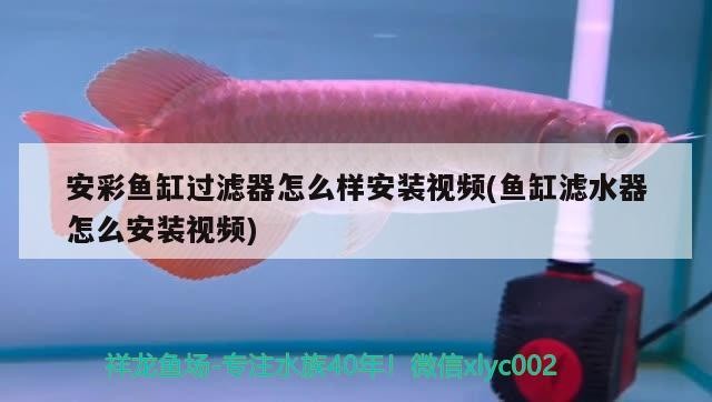 魚缸過濾網怎么安裝的(魚缸過濾網怎么用)