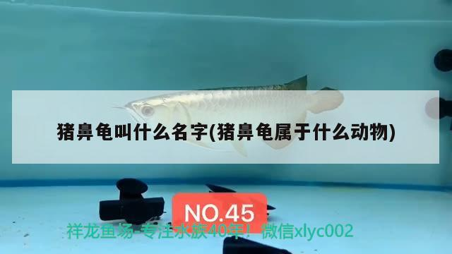 豬鼻龜叫什么名字(豬鼻龜屬于什么動物)